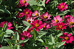 UpTown Pink Champagne Zinnia (Zinnia 'UpTown Pink Champagne') at Stonegate Gardens