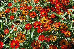 UpTown Orange Blossom Zinnia (Zinnia 'UpTown Orange Blossom') at Stonegate Gardens