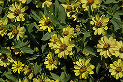 Zahara Yellow Zinnia (Zinnia 'Zahara Yellow') at Stonegate Gardens