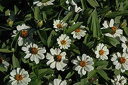 Profusion White Zinnia (Zinnia 'Profusion White') at The Mustard Seed