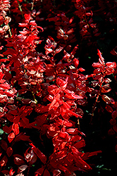 Flare Scarlet Sage (Salvia 'Flare') at Stonegate Gardens