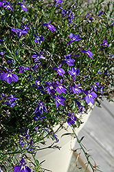 Magadi Blue Lobelia (Lobelia erinus 'Magadi Blue') at Stonegate Gardens
