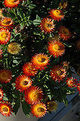Mohave Fire Strawflower (Bracteantha bracteata 'Mohave Fire') at Stonegate Gardens