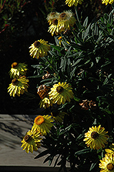 Mohave Yellow Strawflower (Bracteantha bracteata 'KLEBB08392') at Stonegate Gardens