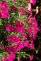 MiniFamous Pink Calibrachoa (Calibrachoa 'MiniFamous Pink') at Stonegate Gardens