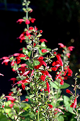 Summer Jewel Red Sage (Salvia 'Summer Jewel Red') at Lakeshore Garden Centres