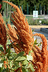 Hot Biscuits Amaranthus (Amaranthus 'Hot Biscuits') at Stonegate Gardens