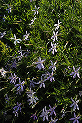 Starshine Blue Laurentia (Isotoma axillaris 'Starshine Blue') at Stonegate Gardens