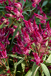 Celway Purple Celosia (Celosia 'Celway Purple') at Stonegate Gardens
