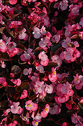 Yin Rose Begonia (Begonia 'Yin Rose') at Stonegate Gardens