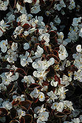 Yin White Begonia (Begonia 'Yin White') at Stonegate Gardens
