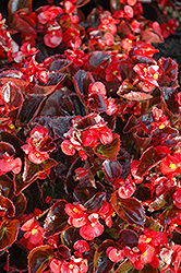 Yin Red Begonia (Begonia 'Yin Red') at Stonegate Gardens