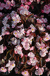 Yin Pink Begonia (Begonia 'Yin Pink') at Stonegate Gardens
