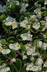Yang White Begonia (Begonia 'Yang White') at Stonegate Gardens