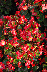 Yang Red Begonia (Begonia 'Yang Red') at Stonegate Gardens