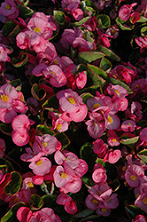 Yang Pink Begonia (Begonia 'Yang Pink') at Stonegate Gardens