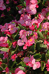 Encore IV Rose Begonia (Begonia 'Encore IV Rose') at Stonegate Gardens