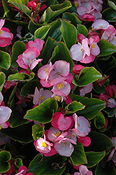 Encore IV Pink Begonia (Begonia 'Encore IV Pink') at Stonegate Gardens