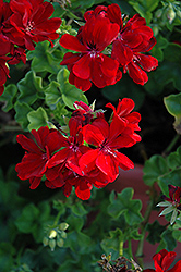 Royal Dark Red Ivy Leaf Geranium (Pelargonium peltatum 'Royal Dark Red') at Stonegate Gardens