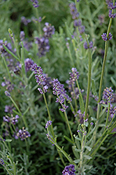 Scent Early Blue Lavender (Lavandula angustifolia 'Syngablusc') at Lakeshore Garden Centres