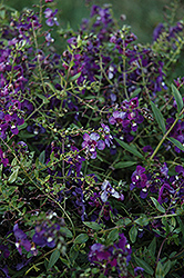 AngelMist Spreading Purple Angelonia (Angelonia angustifolia 'AngelMist Spreading Purple') at Stonegate Gardens