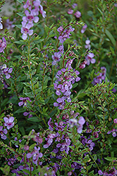 AngelMist Purple Angelonia (Angelonia angustifolia 'AngelMist Purple') at Stonegate Gardens