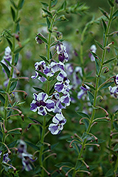 AngelMist Purple Stripe Angelonia (Angelonia angustifolia 'AngelMist Purple Stripe') at Stonegate Gardens