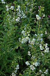 AngelMist White Angelonia (Angelonia angustifolia 'AngelMist White') at Stonegate Gardens