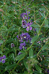 Angelface Dresden Blue Angelonia (Angelonia angustifolia 'ANWEDG116') at Stonegate Gardens