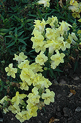Twinny Yellow Snapdragon (Antirrhinum majus 'Twinny Yellow') at Stonegate Gardens
