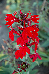 Compliment Deep Red Cardinal Flower (Lobelia x speciosa 'Compliment Deep Red') at Stonegate Gardens