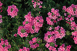 Quartz XP Pink Verbena (Verbena 'Quartz XP Pink') at Stonegate Gardens