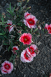 Diana Scarlet Picotee Pinks (Dianthus 'Diana Scarlet Picotee') at A Very Successful Garden Center