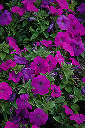 Mambo Violet Petunia (Petunia 'Mambo Violet') at Stonegate Gardens