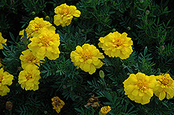 Durango Yellow Marigold (Tagetes patula 'Durango Yellow') at Stonegate Gardens