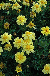 Janie Primrose Yellow Marigold (Tagetes patula 'Janie Primrose Yellow') at Lakeshore Garden Centres