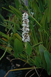 White Pickerelweed (Pontederia cordata 'Alba') at The Mustard Seed