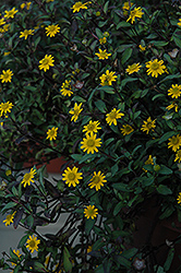 Show Yellow Creeping Zinnia (Sanvitalia procumbens 'Show Yellow') at Stonegate Gardens