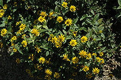 Solaris Compact Yellow Creeping Zinnia (Sanvitalia procumbens 'Solaris Compact Yellow') at Stonegate Gardens