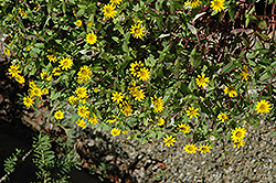 Sunshine Creeping Zinnia (Sanvitalia procumbens 'Sunshine') at Stonegate Gardens