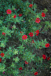 Superbells Scarlet Calibrachoa (Calibrachoa 'Superbells Scarlet') at Stonegate Gardens