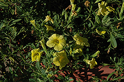 Caloha Yellow Calibrachoa (Calibrachoa 'Caloha Yellow') at Stonegate Gardens