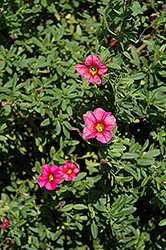 Caloha Rose Calibrachoa (Calibrachoa 'Caloha Rose') at Stonegate Gardens