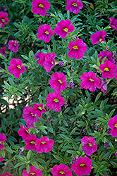 Aloha Neon Calibrachoa (Calibrachoa 'Aloha Neon') at The Mustard Seed