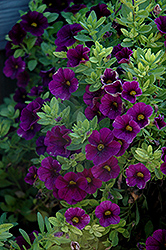 Aloha Midnight Purple Calibrachoa (Calibrachoa 'Aloha Midnight Purple') at Stonegate Gardens