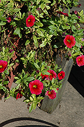 Aloha Dark Red Calibrachoa (Calibrachoa 'Aloha Dark Red') at Stonegate Gardens