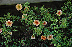 Noa Orange Eye Calibrachoa (Calibrachoa 'Noa Orange Eye') at Stonegate Gardens