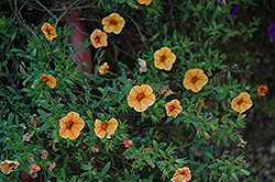 Noa Orange Blossom Calibrachoa (Calibrachoa 'Noa Orange Blossom') at Stonegate Gardens