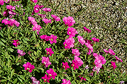 Noa Dark Pink Calibrachoa (Calibrachoa 'Noa Dark Pink') at Stonegate Gardens