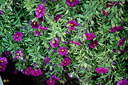 Noa Black Purple Calibrachoa (Calibrachoa 'Noa Black Purple') at Stonegate Gardens